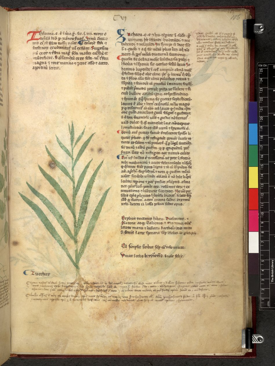 埃格顿 747 Tractatus de herbis（《本草纲目》），约 1280-1310 年（牛皮纸上的墨水和色彩） 作者 学校意大利语