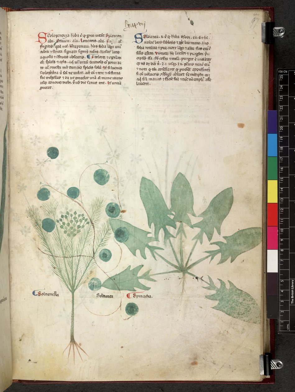 埃格顿 747 Tractatus de herbis（《本草纲目》），约 1280-1310 年（牛皮纸上的墨水和色彩） 作者 学校意大利语