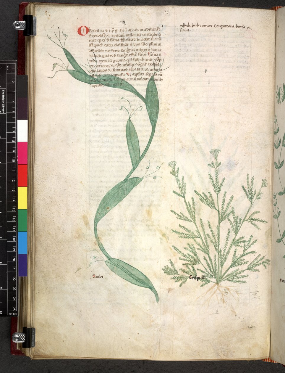 埃格顿 747 Tractatus de herbis（《本草纲目》），约 1280-1310 年（牛皮纸上的墨水和色彩） 作者 学校意大利语