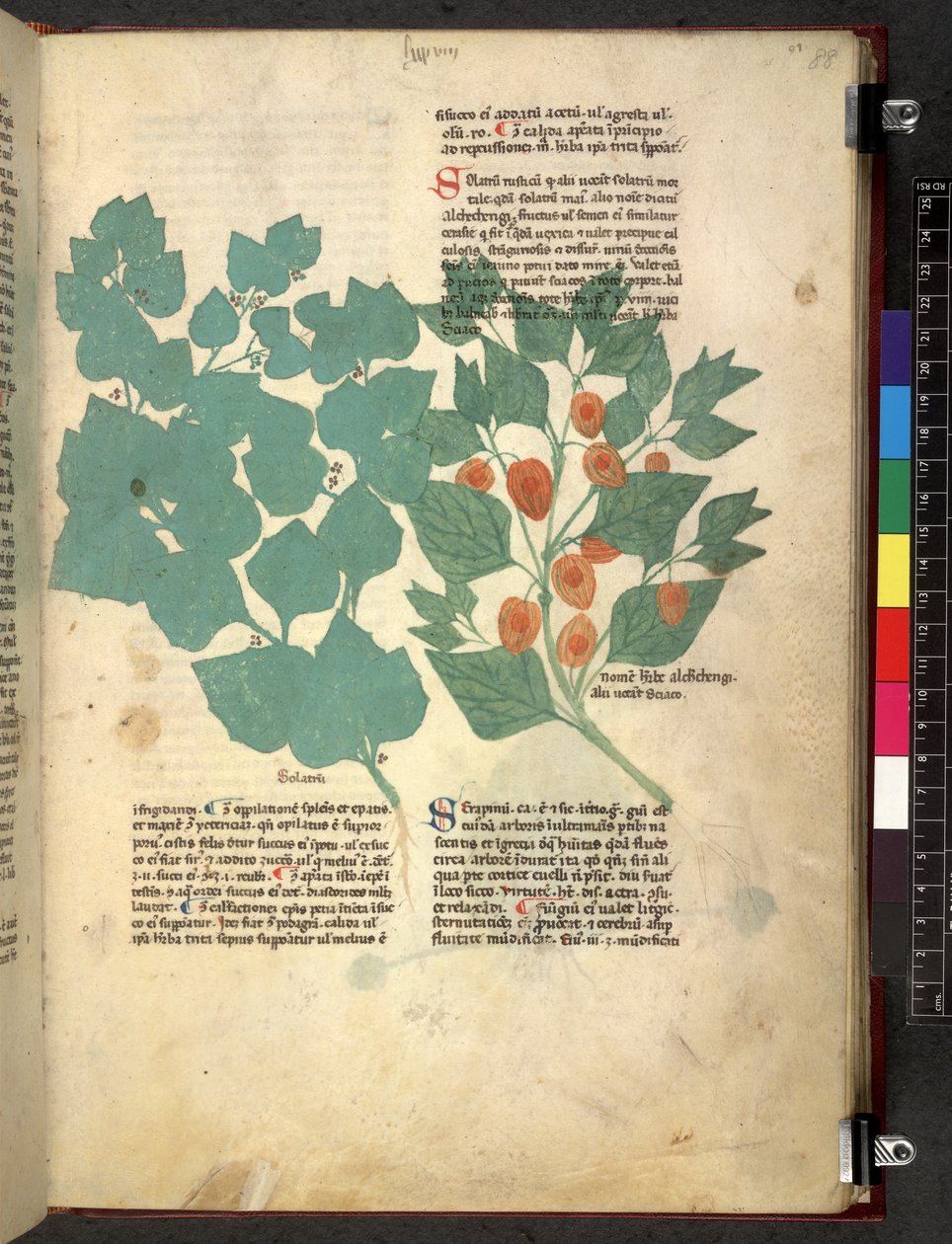 埃格顿 747 Tractatus de herbis（《本草纲目》），约 1280-1310 年（牛皮纸上的墨水和色彩） 作者 学校意大利语
