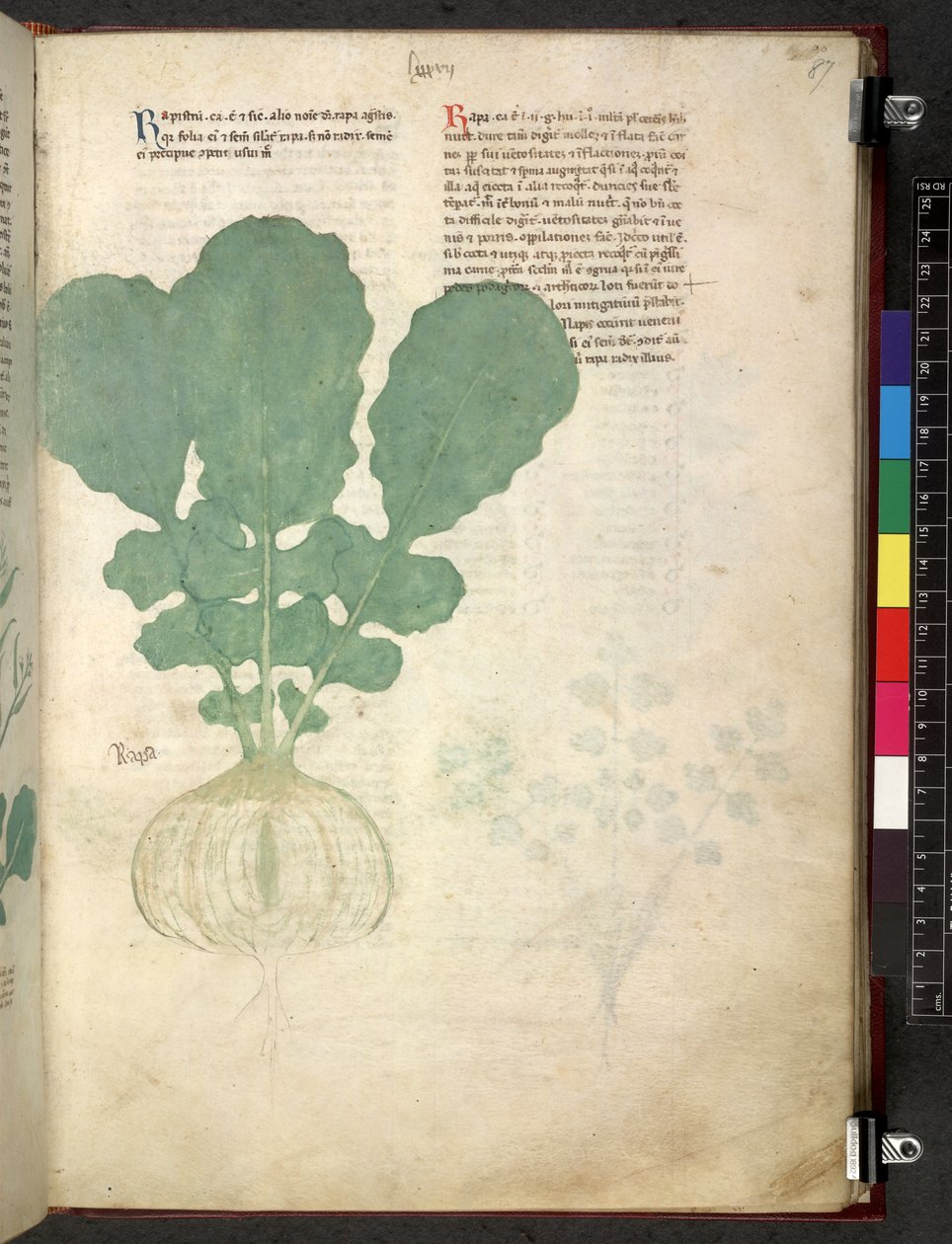 埃格顿 747 Tractatus de herbis（《本草纲目》），约 1280-1310 年（牛皮纸上的墨水和色彩） 作者 学校意大利语