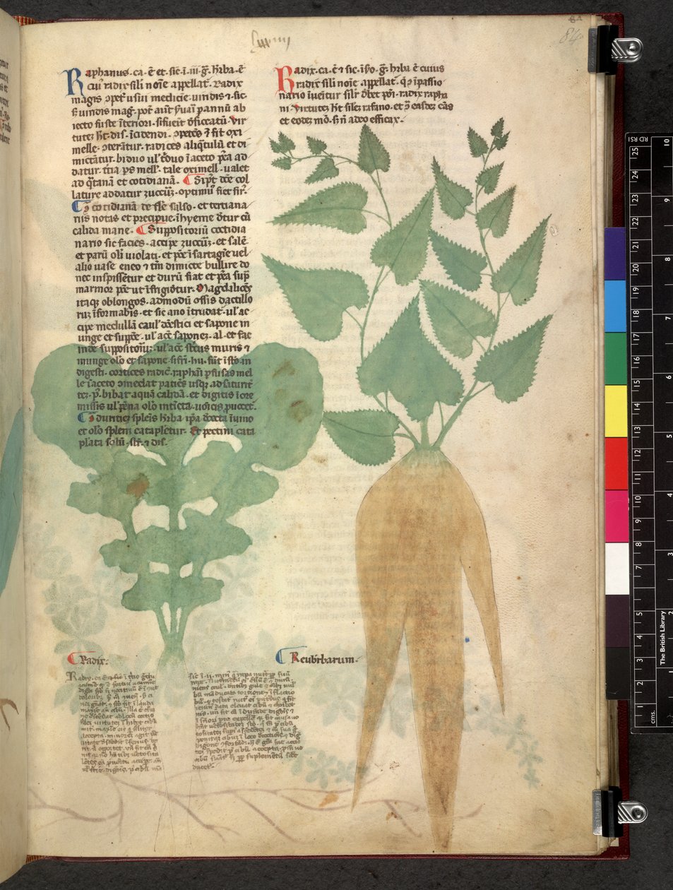埃格顿 747 Tractatus de herbis（《本草纲目》），约 1280-1310 年（牛皮纸上的墨水和色彩） 作者 学校意大利语
