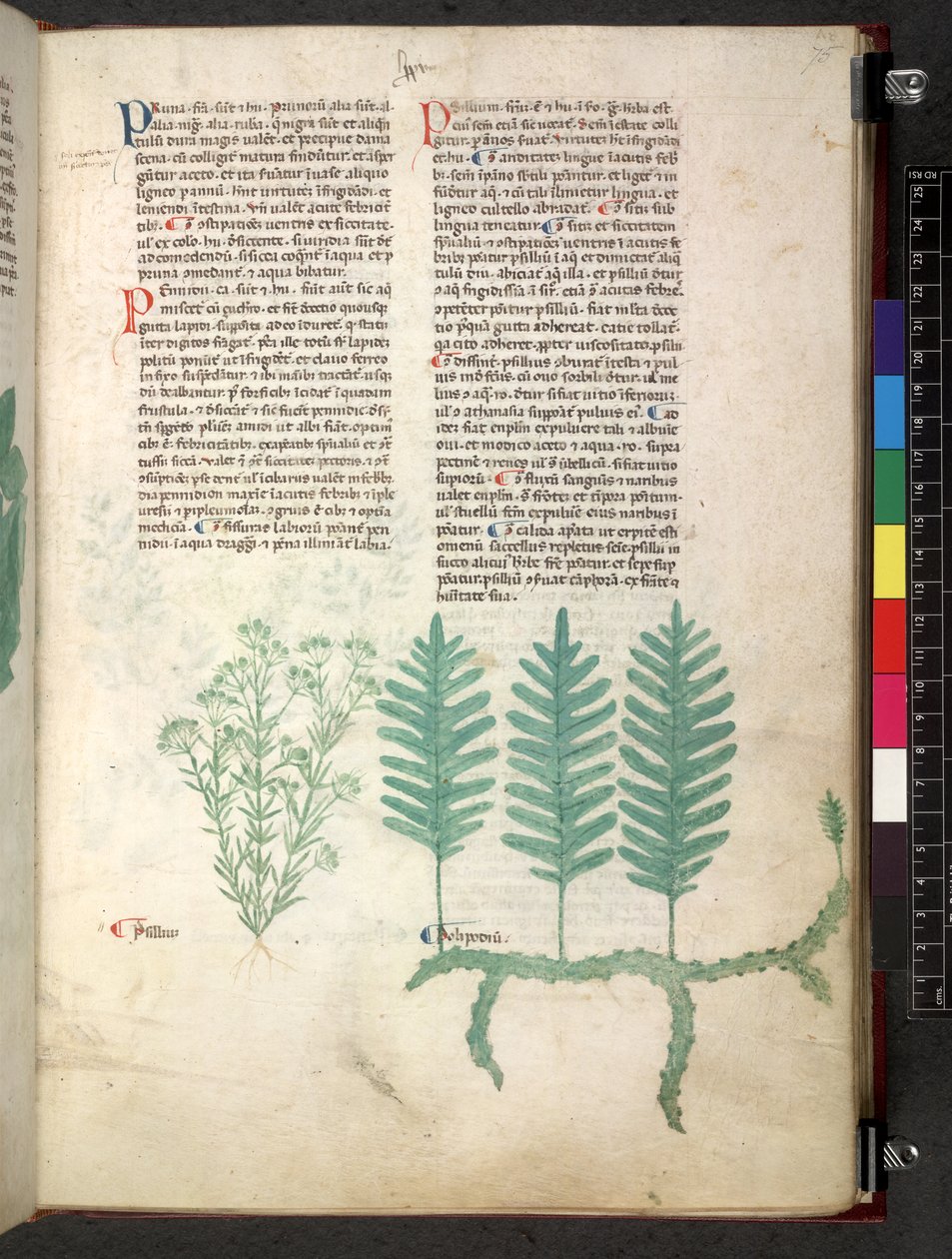 埃格顿 747 Tractatus de herbis（《本草纲目》），约 1280-1310 年（牛皮纸上的墨水和色彩） 作者 学校意大利语