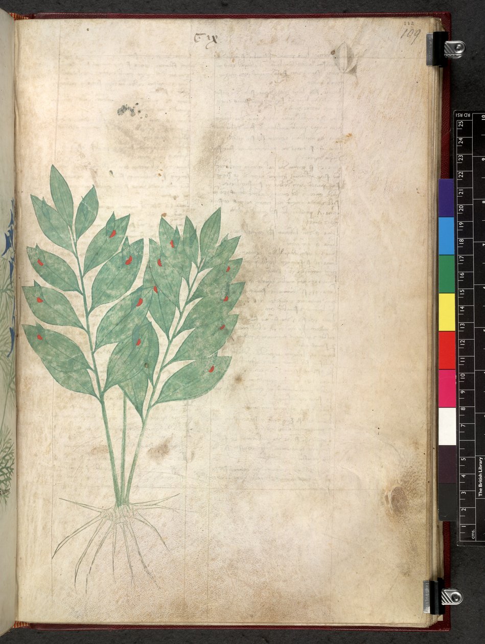埃格顿 747 Tractatus de herbis（《本草纲目》），约 1280-1310 年（牛皮纸上的墨水和色彩） 作者 学校意大利语