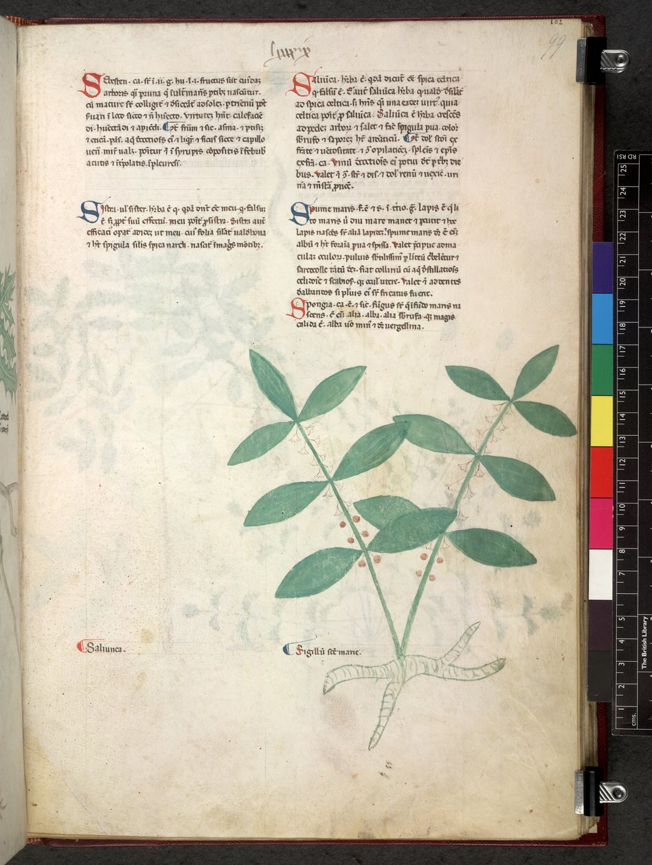 埃格顿 747 Tractatus de herbis（《本草纲目》），约 1280-1310 年（牛皮纸上的墨水和色彩） 作者 学校意大利语