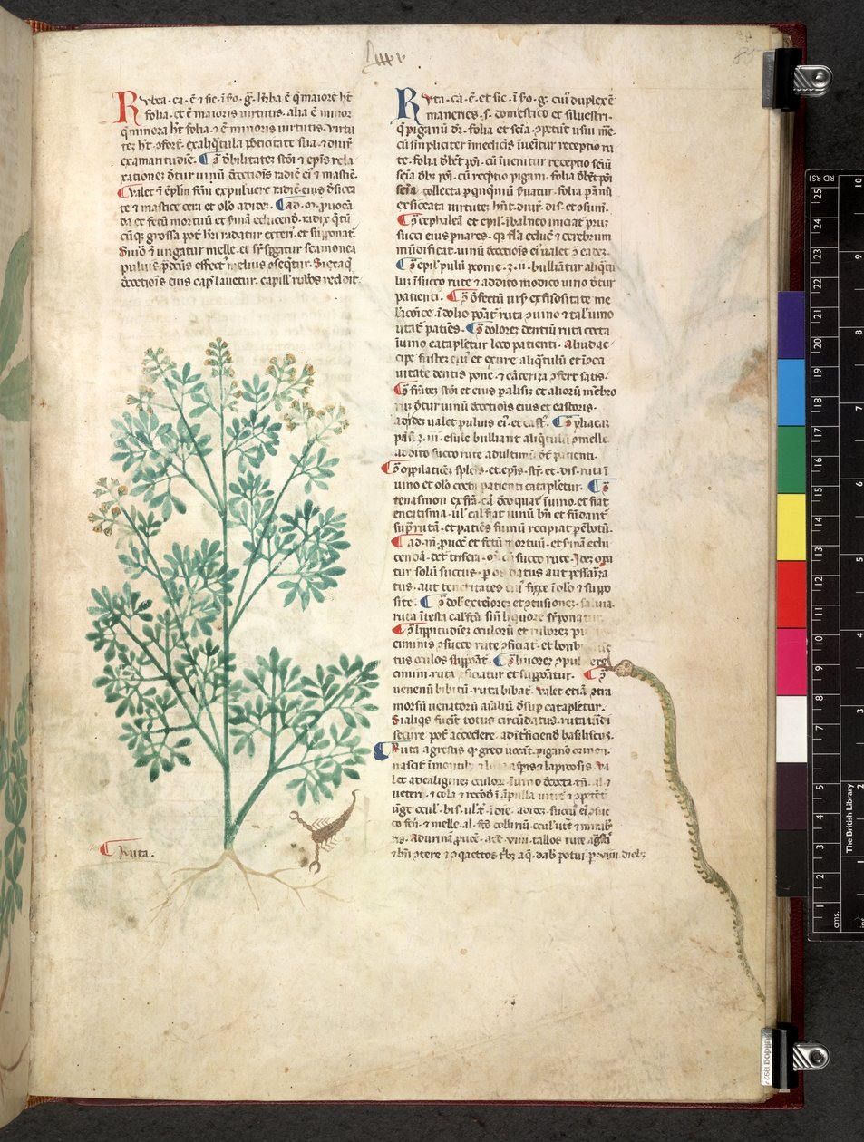 埃格顿 747 Tractatus de herbis（《本草纲目》），约 1280-1310 年（牛皮纸上的墨水和色彩） 作者 学校意大利语