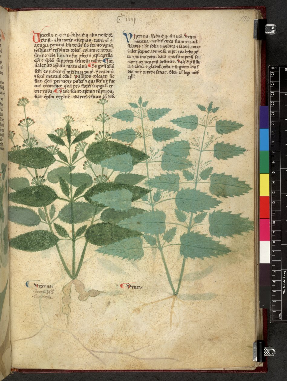 埃格顿 747 Tractatus de herbis（《本草纲目》），约 1280-1310 年（牛皮纸上的墨水和色彩） 作者 学校意大利语