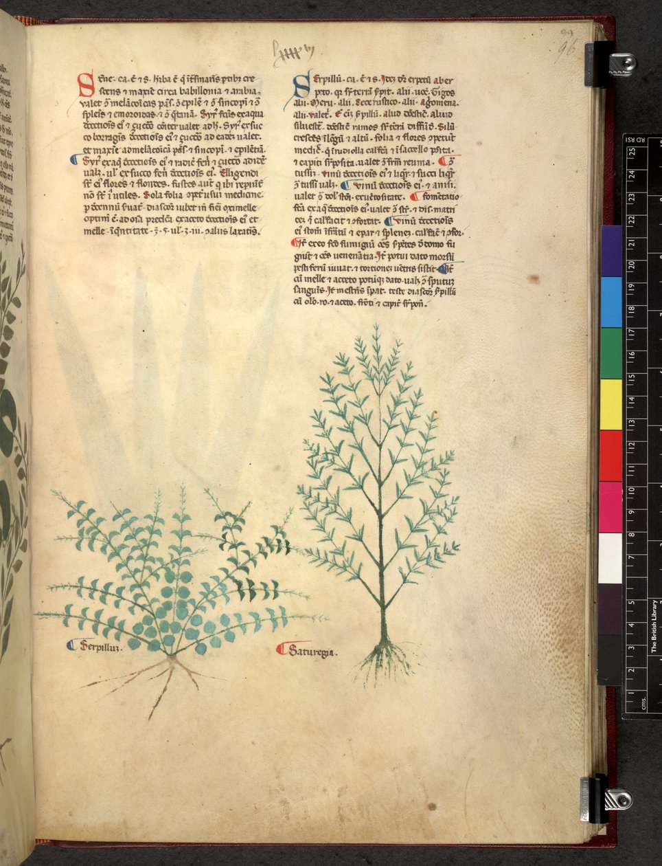 埃格顿 747 Tractatus de herbis（《本草纲目》），约 1280-1310 年（牛皮纸上的墨水和色彩） 作者 学校意大利语