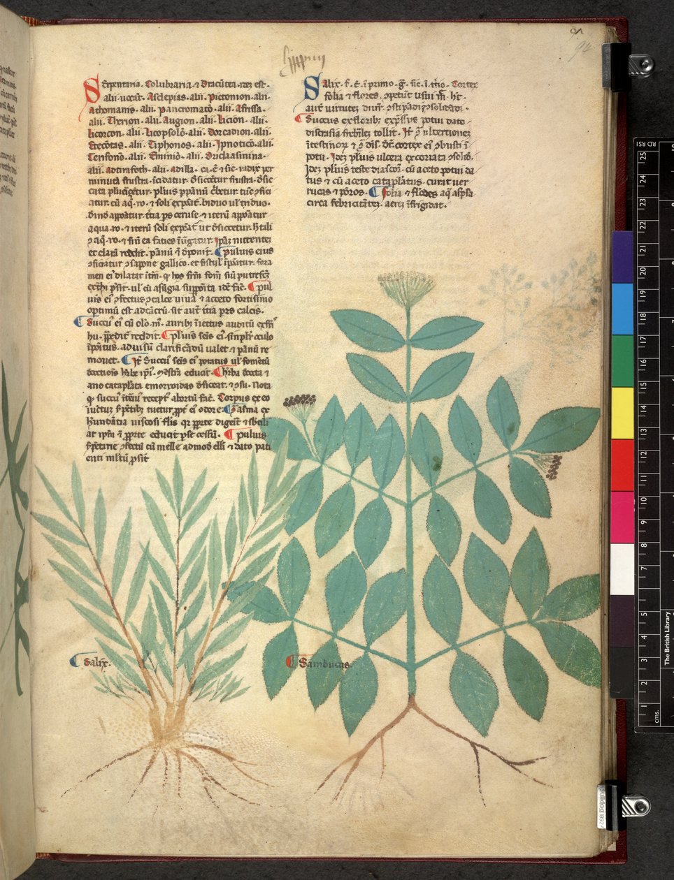 埃格顿 747 Tractatus de herbis（《本草纲目》），约 1280-1310 年（牛皮纸上的墨水和色彩） 作者 学校意大利语