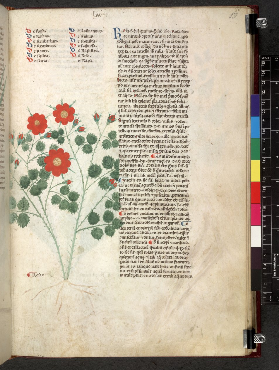 埃格顿 747 Tractatus de herbis（《本草纲目》），约 1280-1310 年（牛皮纸上的墨水和色彩） 作者 学校意大利语