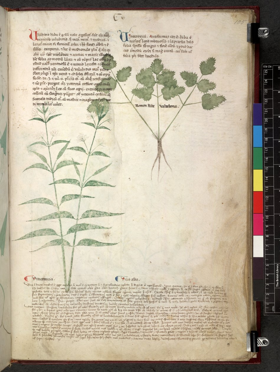 埃格顿 747 Tractatus de herbis（《本草纲目》），约 1280-1310 年（牛皮纸上的墨水和色彩） 作者 学校意大利语