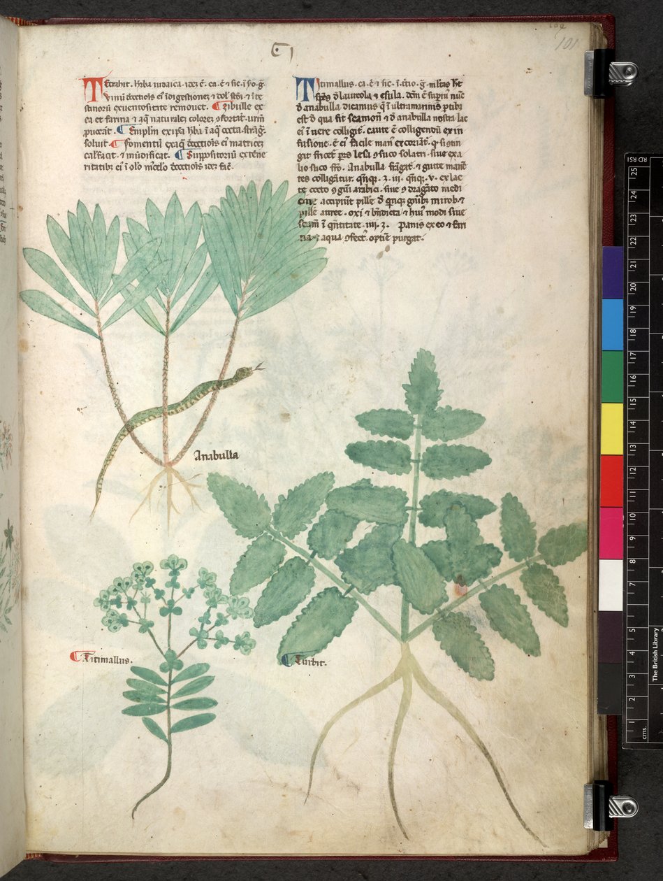 埃格顿 747 Tractatus de herbis（《本草纲目》），约 1280-1310 年（牛皮纸上的墨水和色彩） 作者 学校意大利语