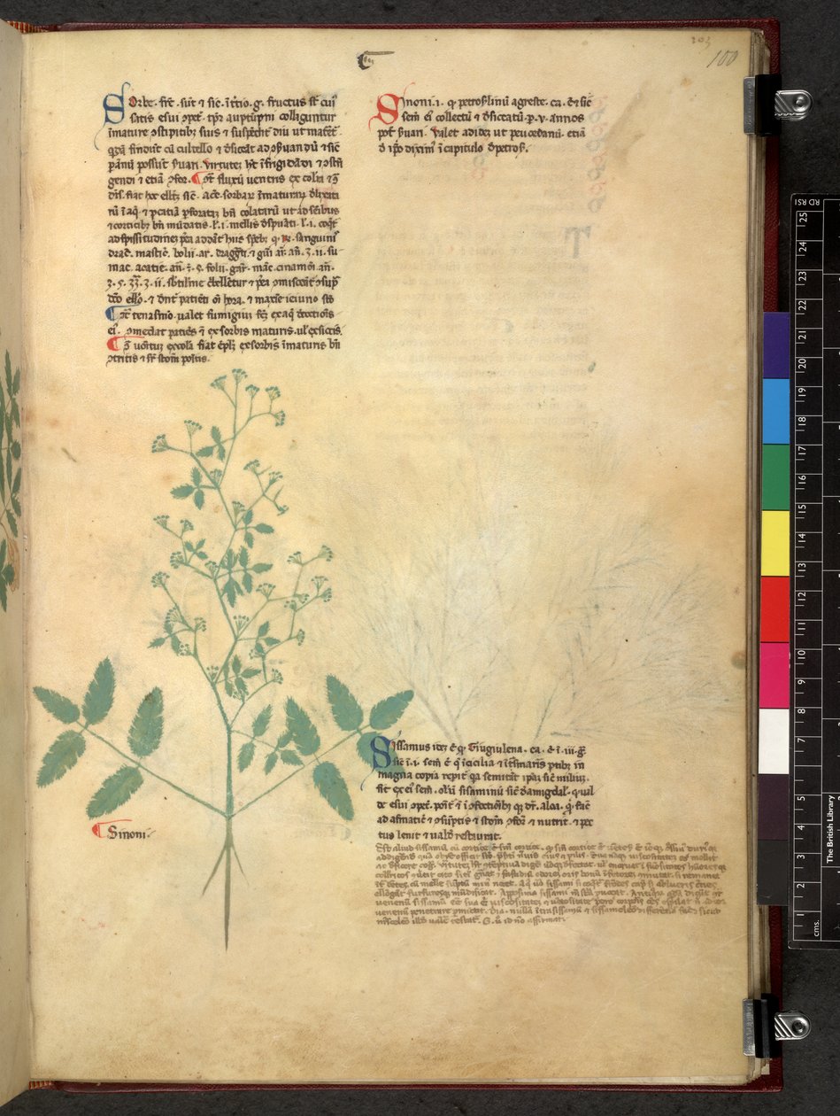 埃格顿 747 Tractatus de herbis（《本草纲目》），约 1280-1310 年（牛皮纸上的墨水和色彩） 作者 学校意大利语