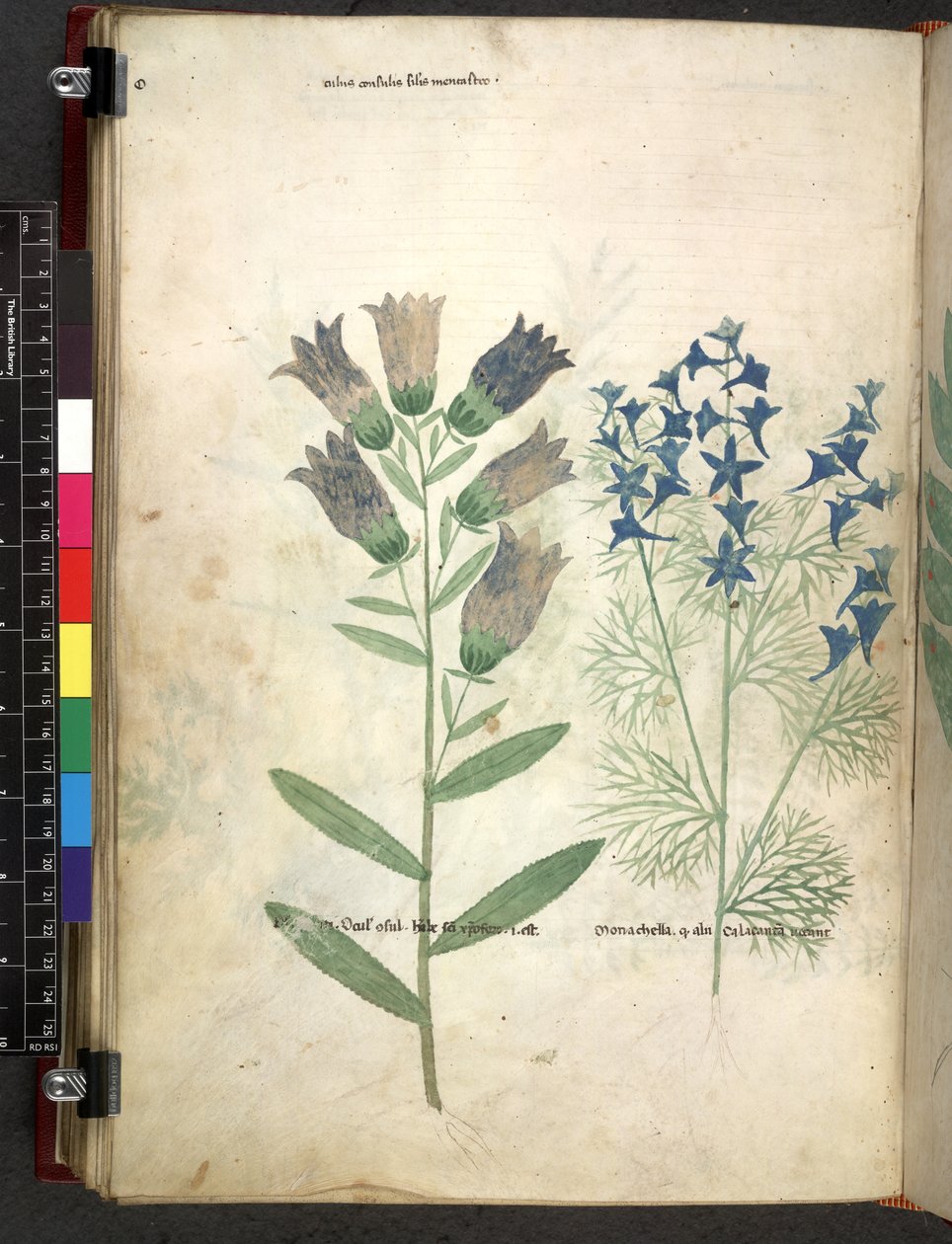 埃格顿 747 Tractatus de herbis（《本草纲目》），约 1280-1310 年（牛皮纸上的墨水和色彩） 作者 学校意大利语