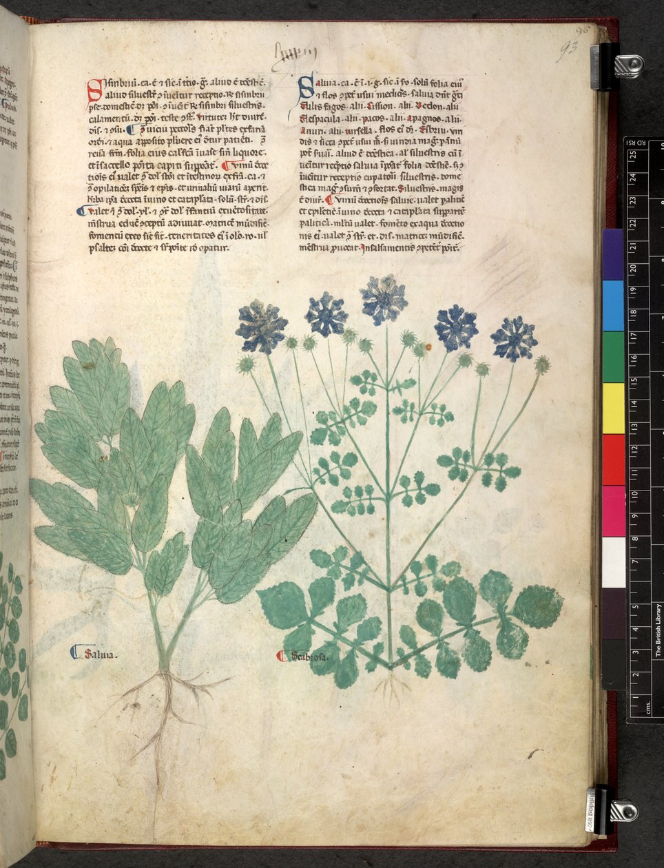 埃格顿 747 Tractatus de herbis（《本草》），约 1280-1310 年（牛皮纸上的墨水和色彩） 作者 学校意大利语