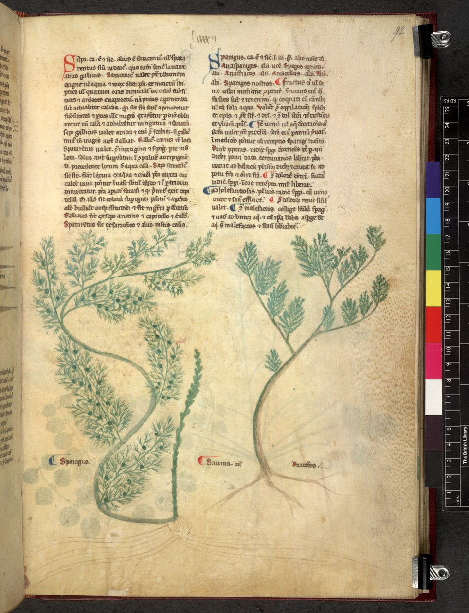 埃格顿 747 Tractatus de herbis（《本草纲目》），约 1280-1310 年（牛皮纸上的墨水和色彩） 作者 学校意大利语