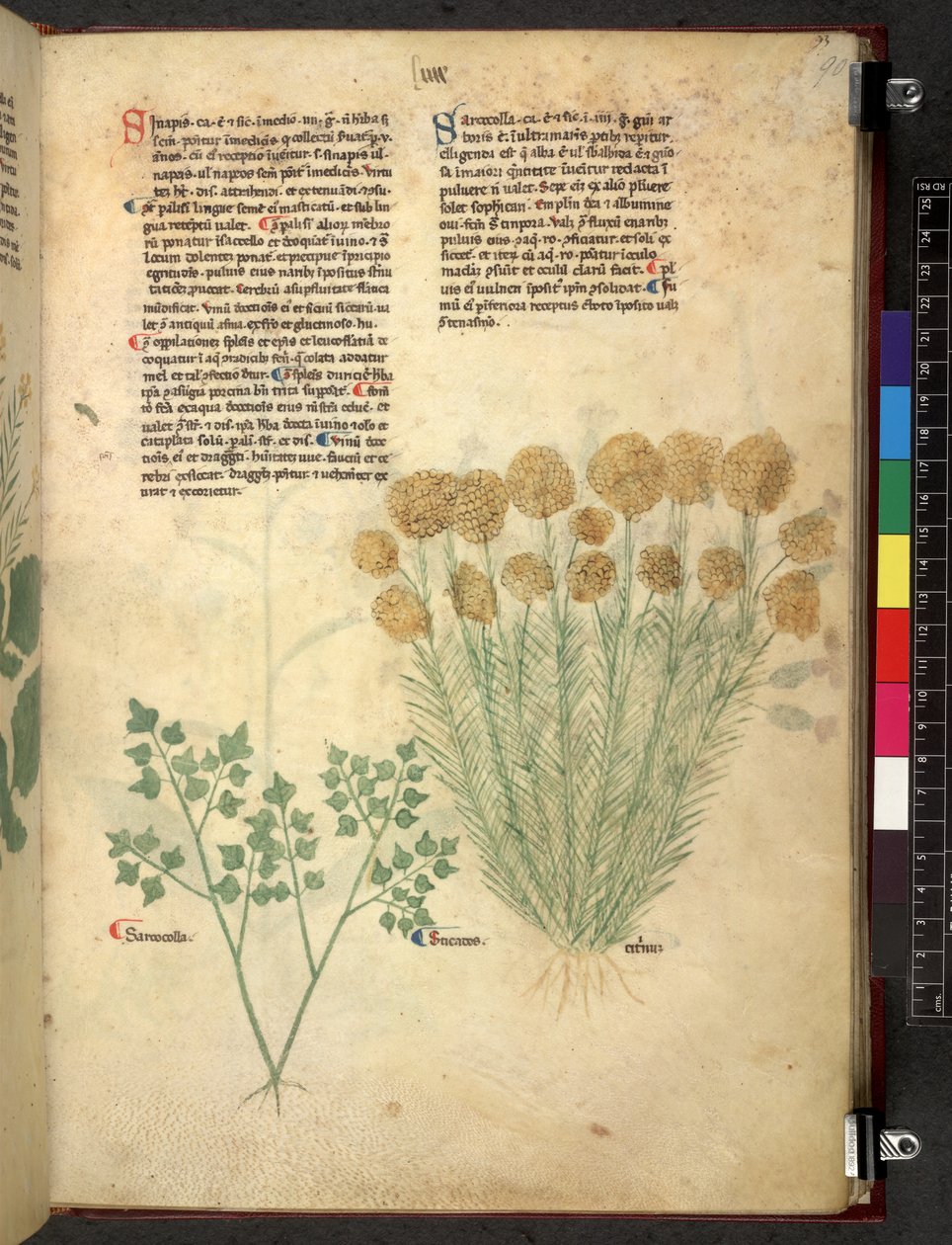 埃格顿 747 Tractatus de herbis（《本草》），约 1280-1310 年（牛皮纸上的墨水和色彩） 作者 学校意大利语