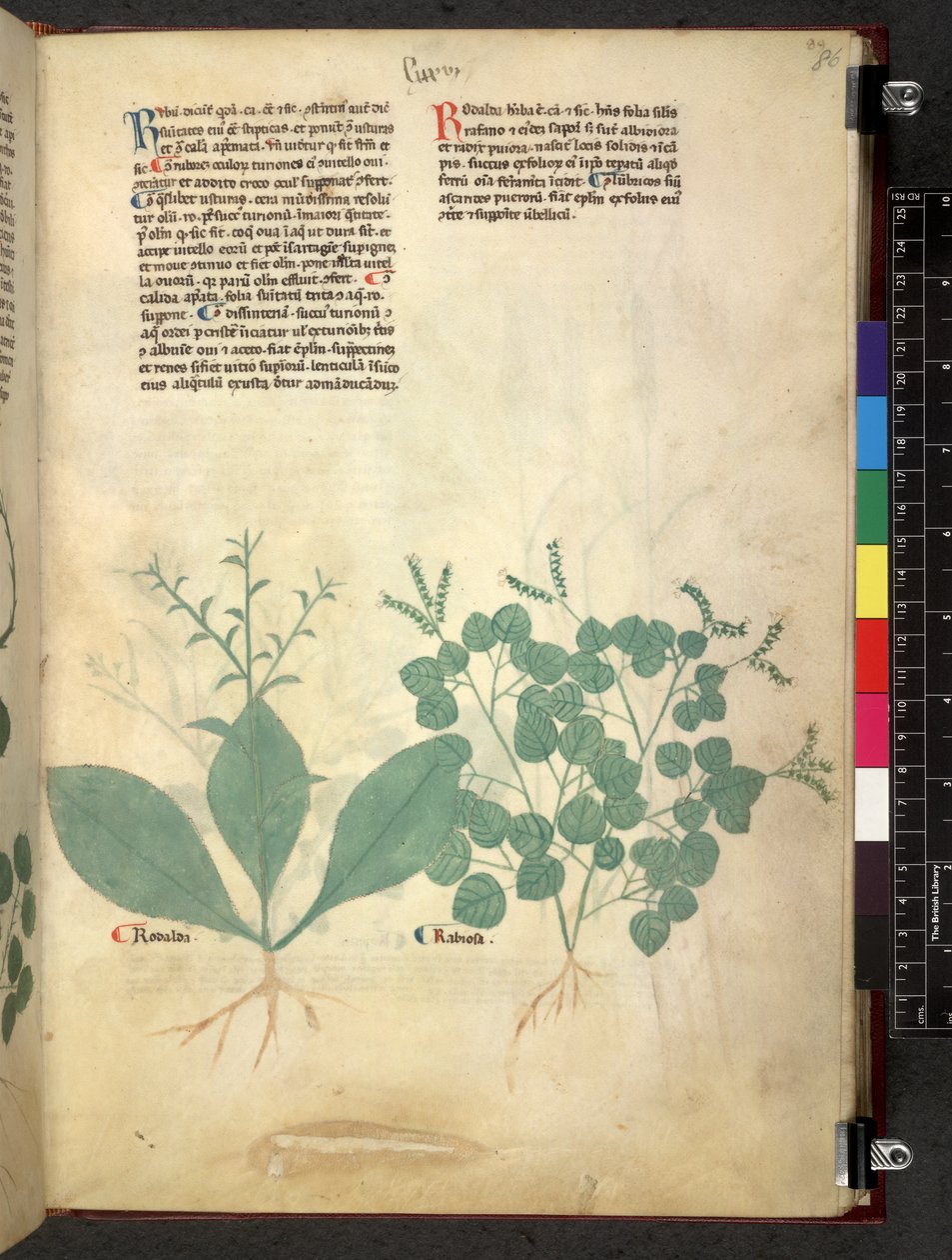 埃格顿 747 Tractatus de herbis（《本草纲目》），约 1280-1310 年（牛皮纸上的墨水和色彩） 作者 学校意大利语