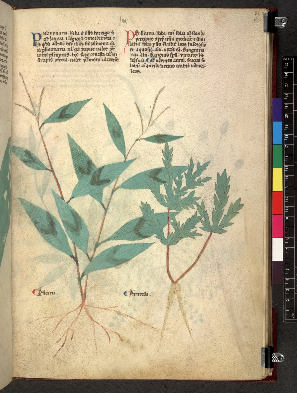 埃格顿 747 Tractatus de herbis（《本草纲目》），约 1280-1310 年（牛皮纸上的墨水和色彩） 作者 学校意大利语