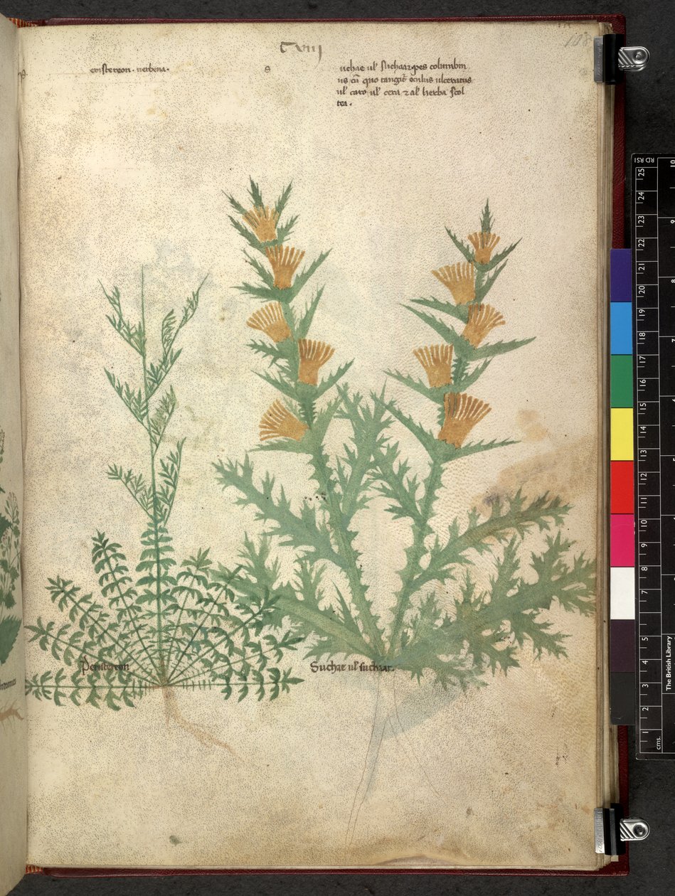 埃格顿 747 Tractatus de herbis（《本草纲目》），约 1280-1310 年（牛皮纸上的墨水和色彩） 作者 学校意大利语