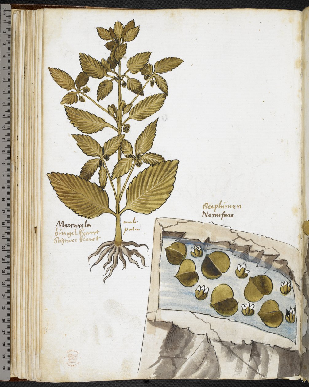 哈雷 MS 3736，f.58v 曼德拉草，选自乔瓦尼-卡达莫斯托（Giovanni Cadamosto）的《关于食物、毒药和药方以及石头特性的草药论文》（牛皮纸上的墨水和彩色）。 作者 学校意大利语