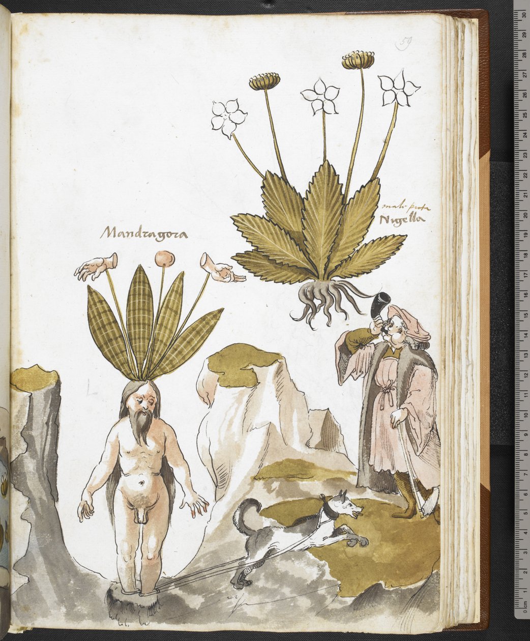 哈雷 MS 3736 f.59r 一条狗拔出的曼陀罗，选自乔瓦尼-卡达莫斯托的《草药与食物、毒药和疗法以及石头特性的论文》（牛皮纸上的墨水和彩色）。 作者 学校意大利语