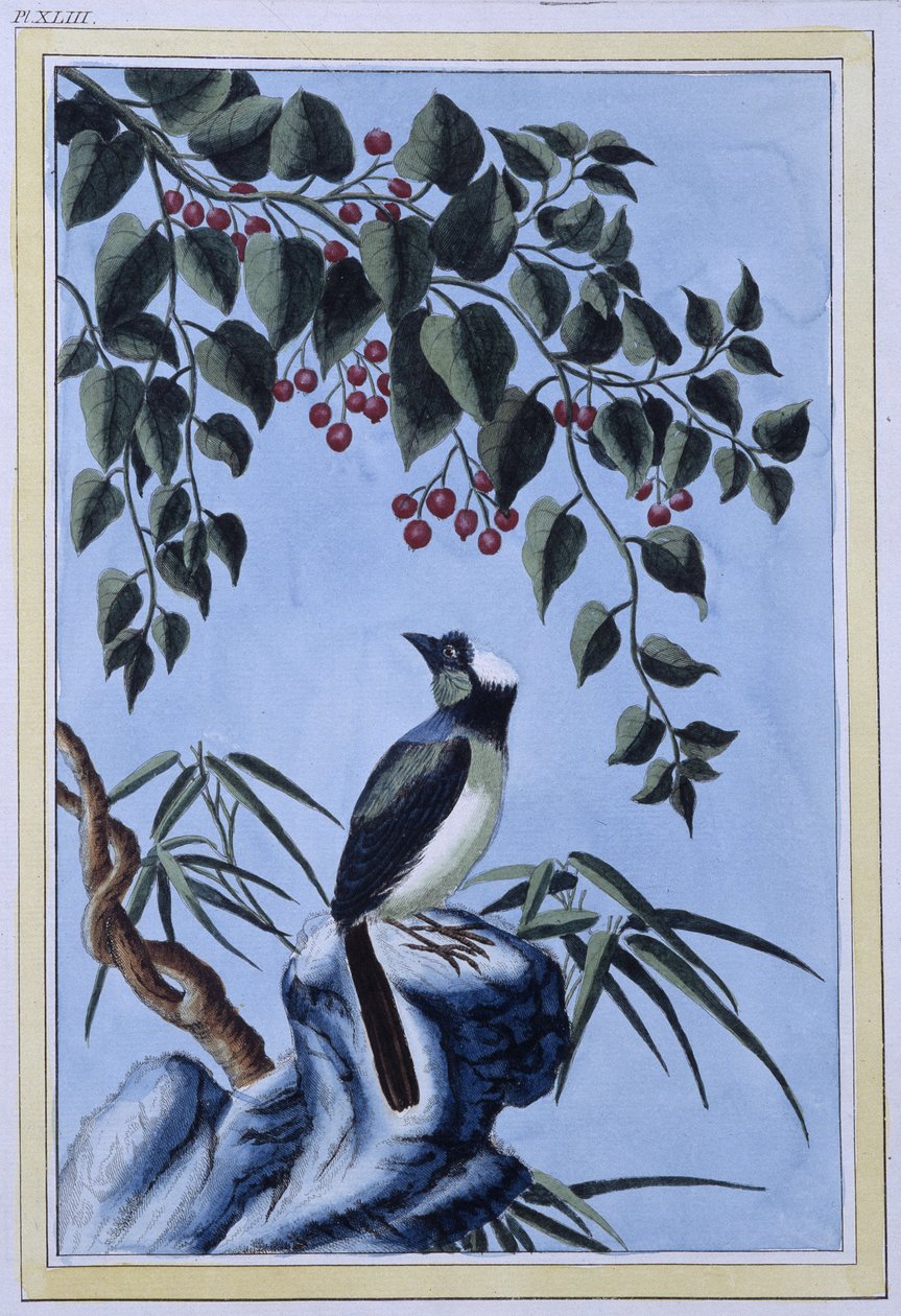 Bird - Japanese print 作者 日本学校