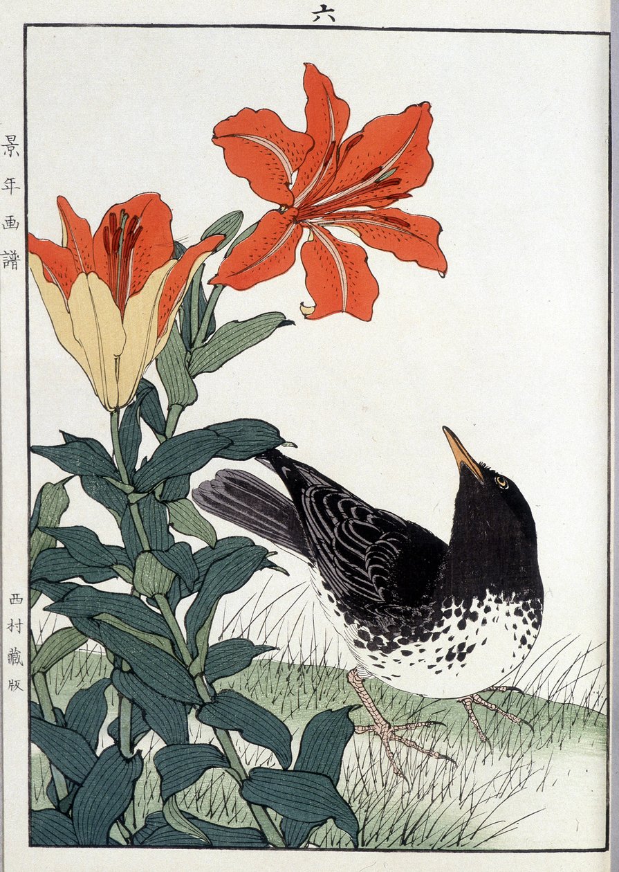 黑鸟和百合花 - 日本印刷品 作者 日本学校