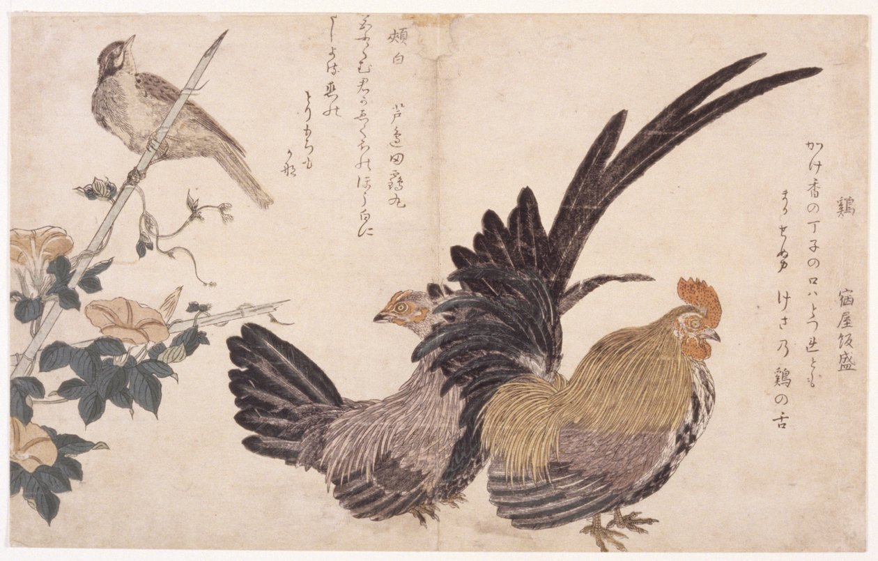 公鸡、母鸡和鸟 作者 学校日语