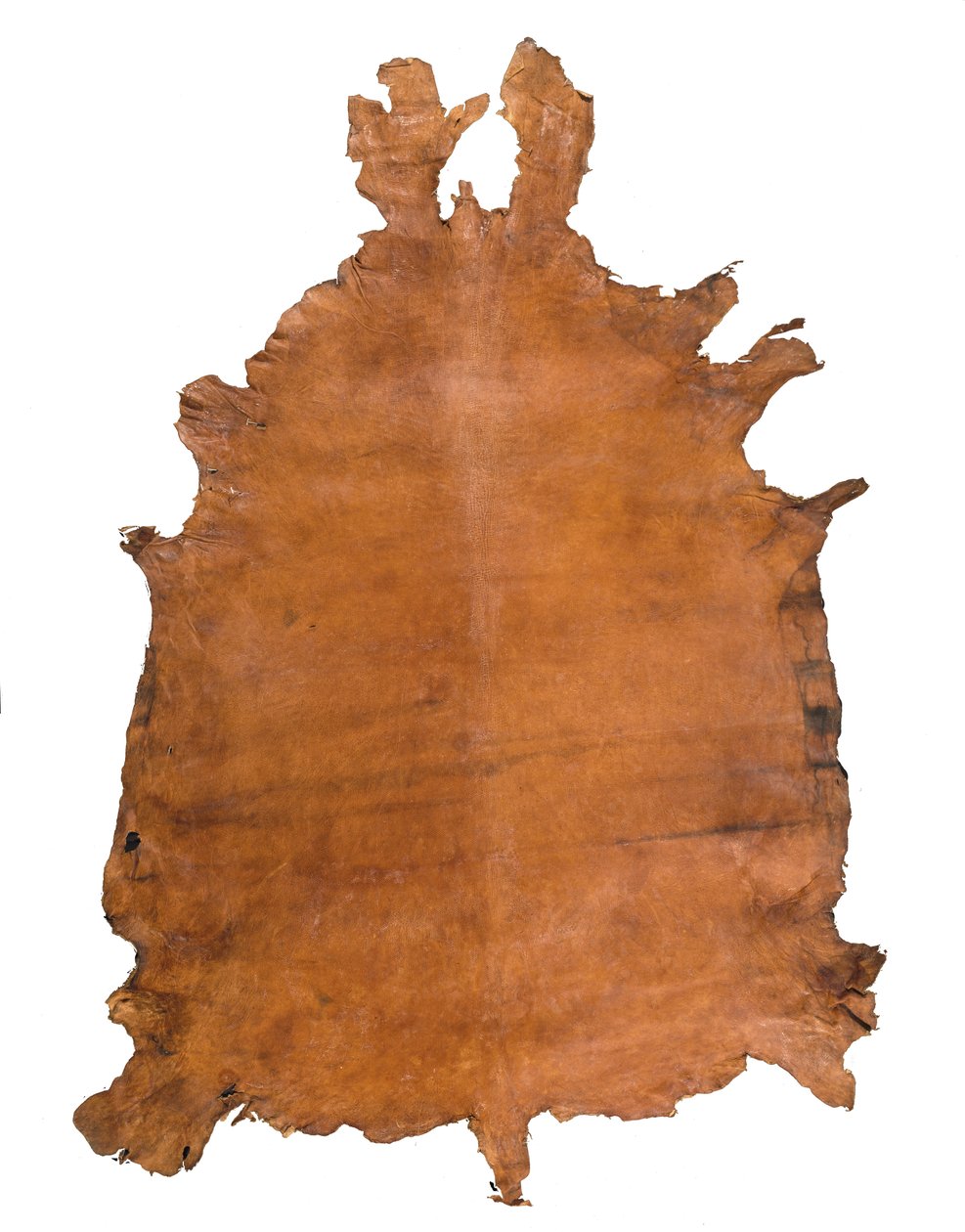 动物皮，c。 1786（皮革） 作者 学校俄语
