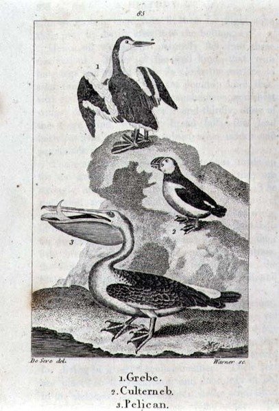 鸊鷉、Culterneb和鹈鹕，选自《地球和自然界动物史》，伦敦，1816年（铜板雕刻）。 作者 学校西班牙语