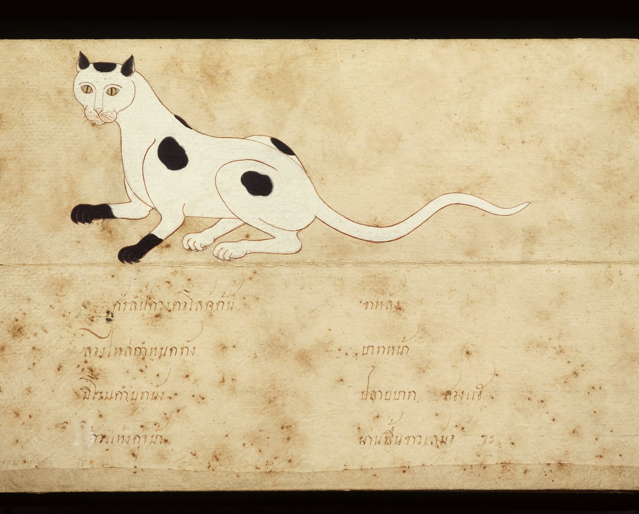 关于暹罗猫的手稿叶片，20 世纪初（纸面水彩画） 作者 泰语学校