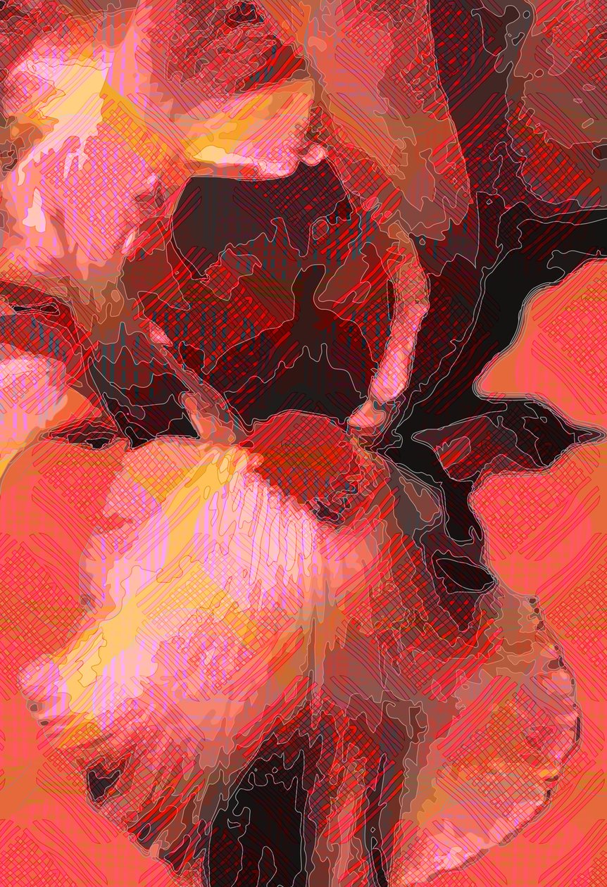 橙色虹膜（数字） 作者 斯科特·戴维斯（Scott J.Davis）