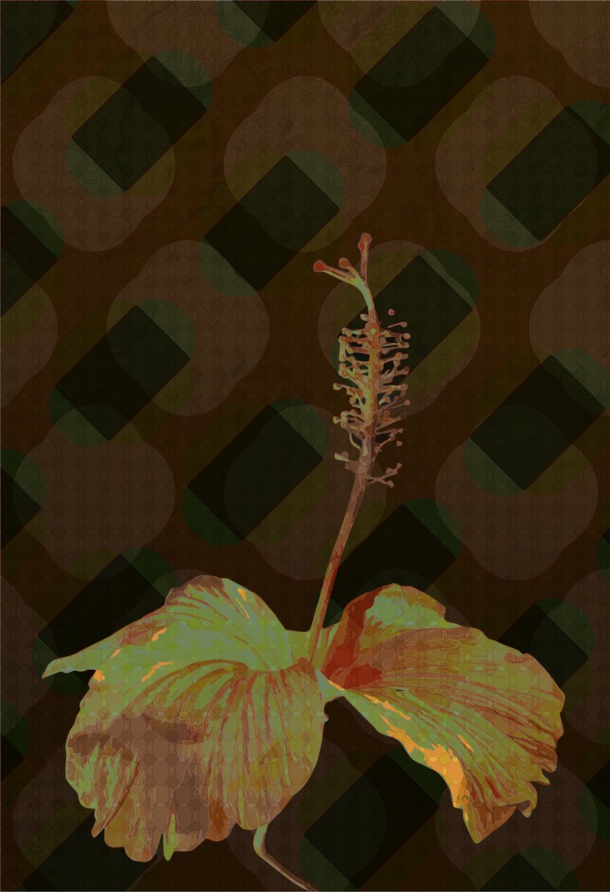 Hibiscus,2 2019 作者 斯科特·戴维斯（Scott J.Davis）