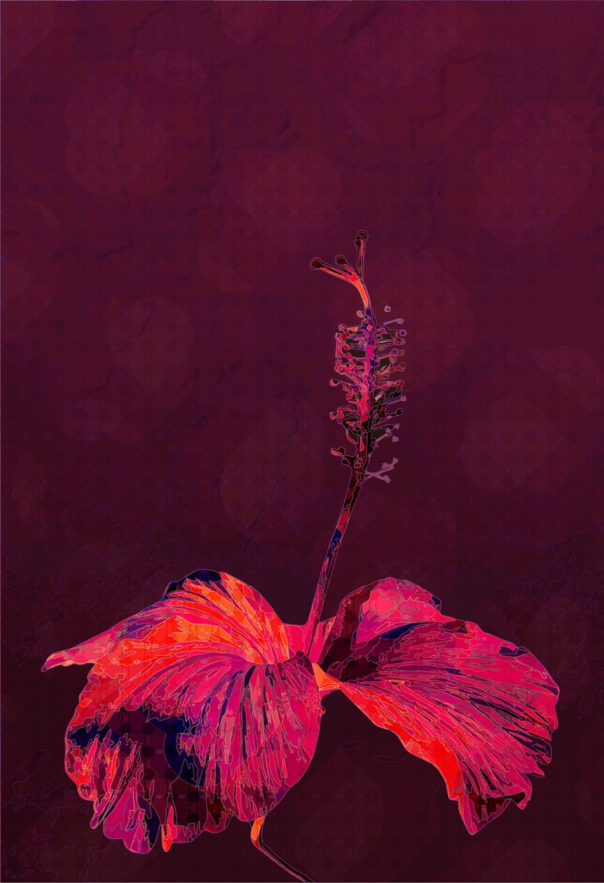 木槿花, 2019 作者 斯科特·戴维斯（Scott J.Davis）