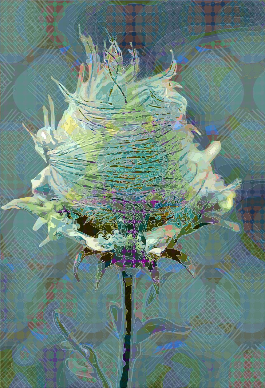 Wood Avens3, 2019 作者 斯科特·戴维斯（Scott J.Davis）