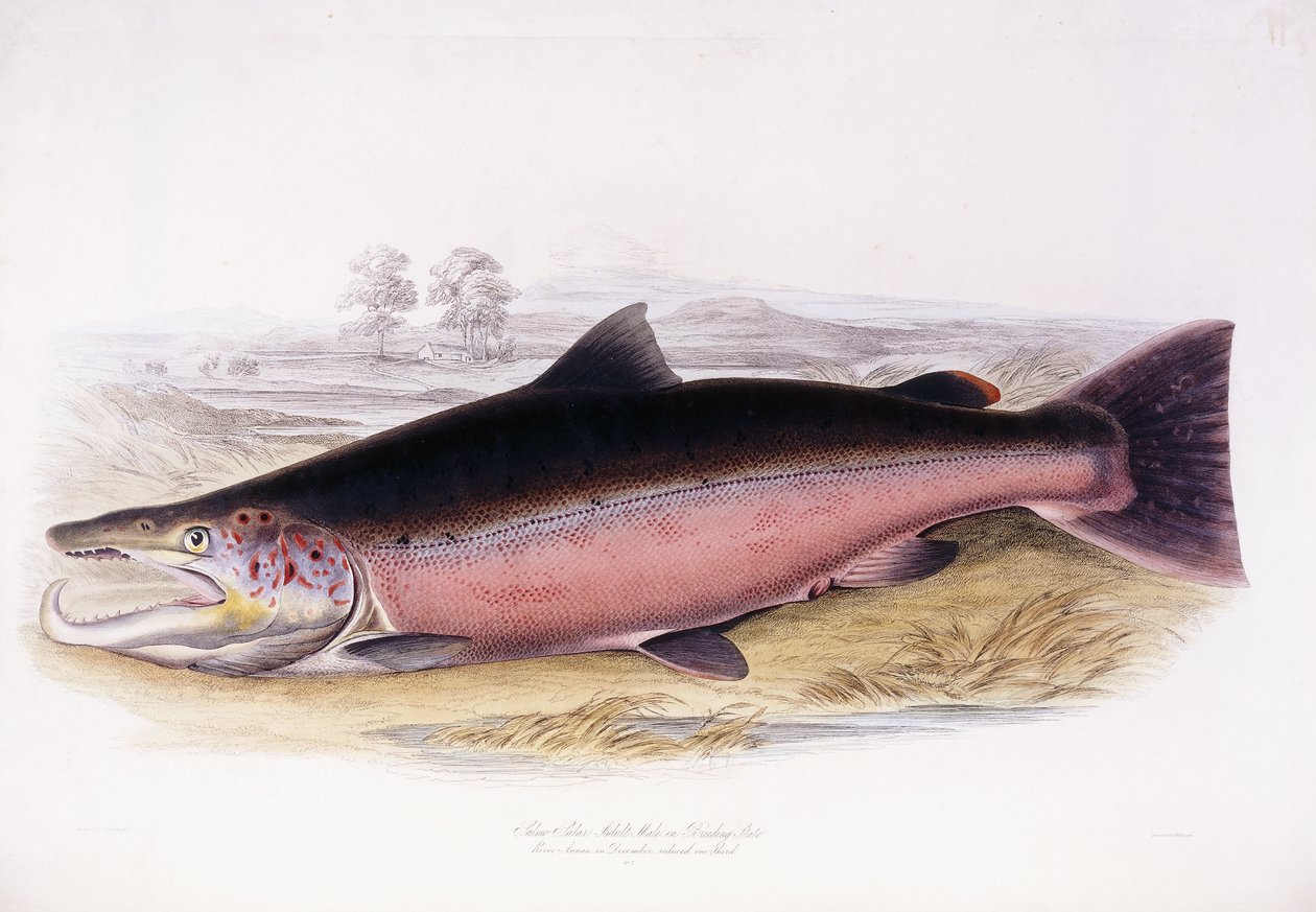 Salmo Salar 作者 苏格兰学派