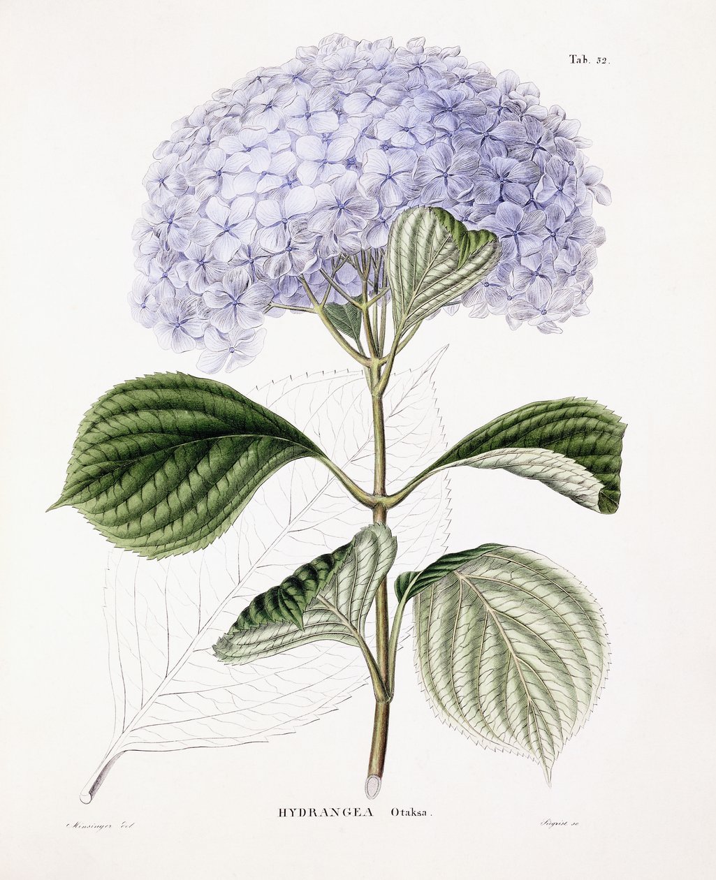 渥太华绣球花，c.1835-70 作者 塞巴斯蒂安·敏辛格（Sebastian Minsinger）