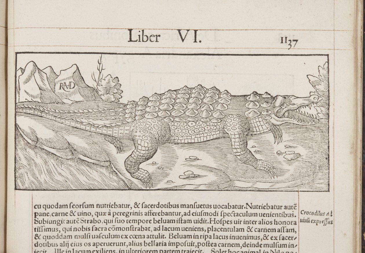 Cosmographia，Fol 1137,1544 作者 塞巴斯蒂安·芒斯特（Sebastian Munster）