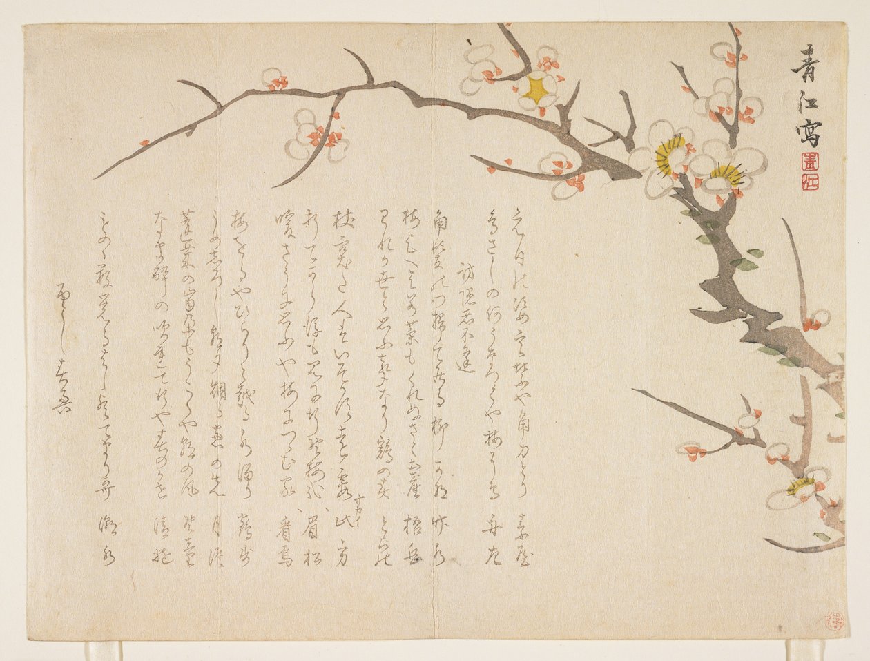 开花李子，1837年1月（彩色木版画） 作者 桥本精