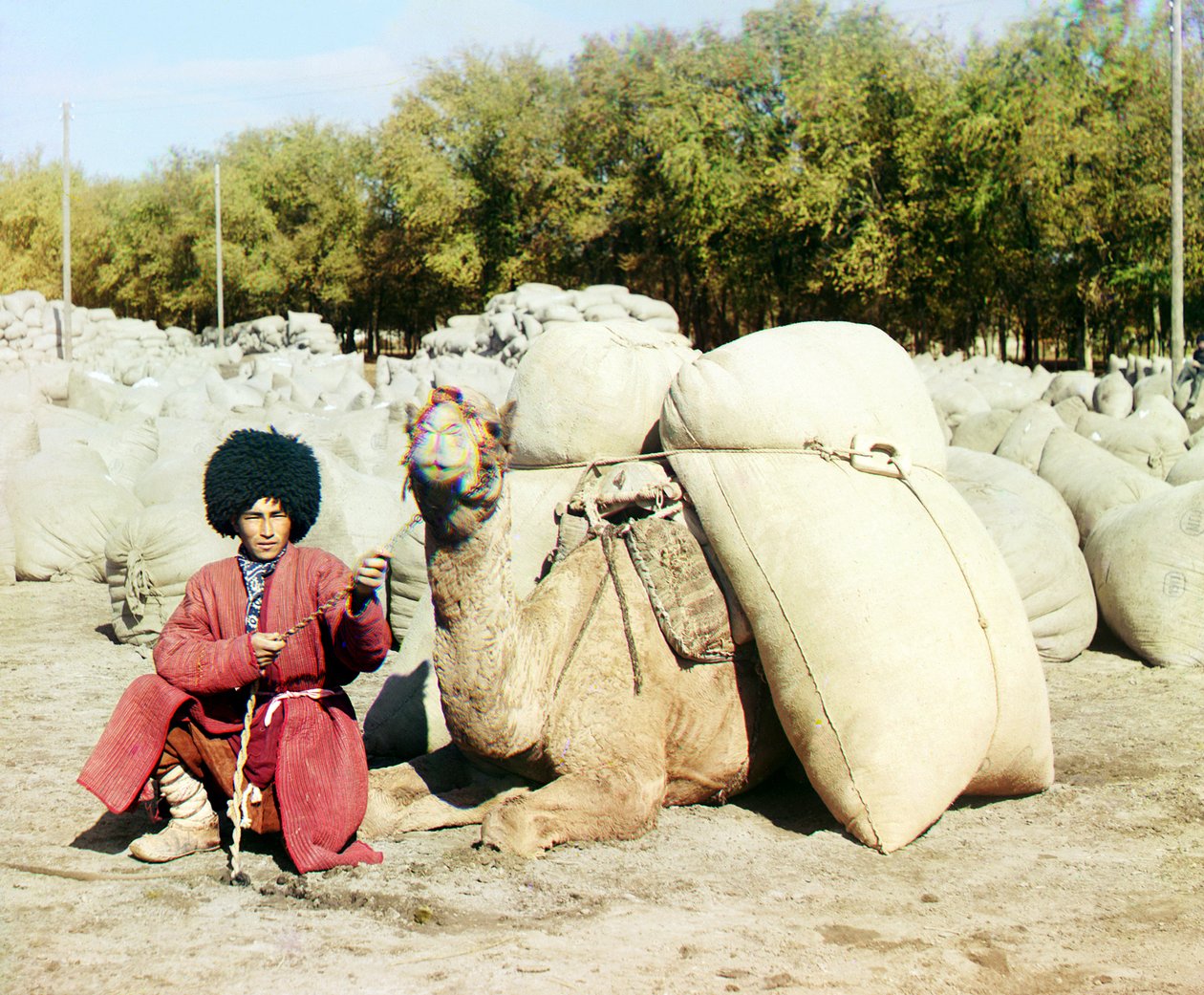 1905年至1915年间，土库曼人与骆驼一起装满了大袋棉花，中亚，俄罗斯帝国 作者 谢尔盖·普罗库丁·高斯基