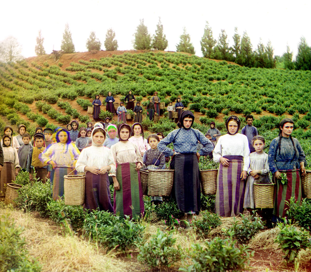 1905年至1915年间，一群年轻的希腊妇女和儿童收获茶，Chakva，俄罗斯帝国 作者 谢尔盖·普罗库丁·高斯基