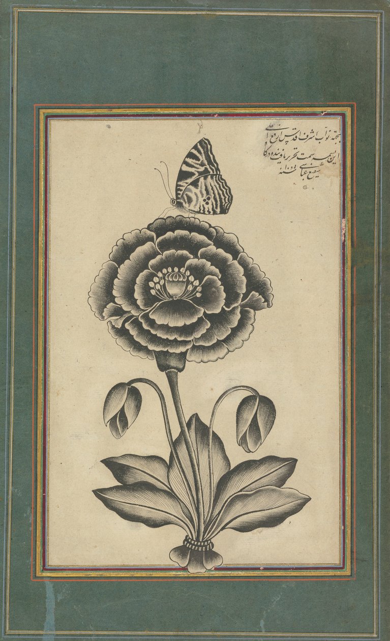 花与蝴蝶 作者 沙菲