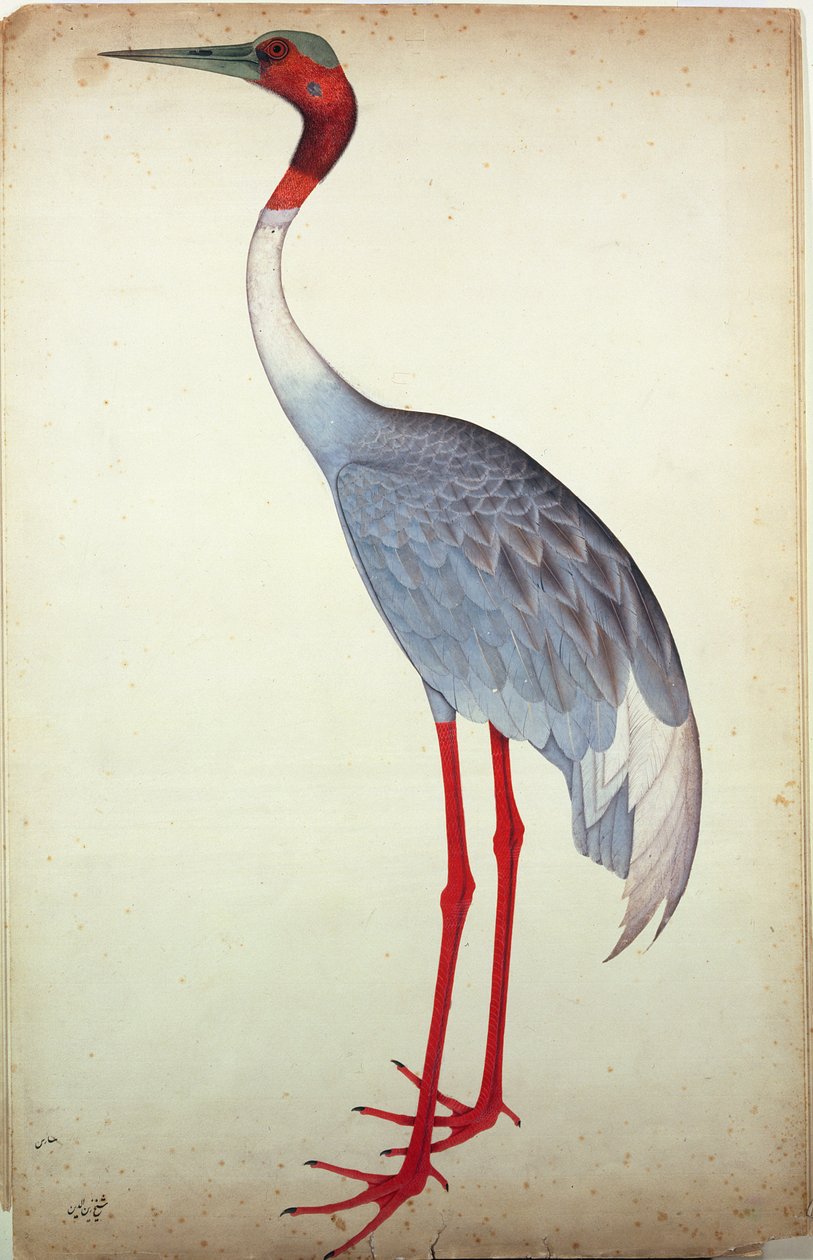 Sarus Crane，为加尔各答的Lady Impey画，1780年 作者 谢赫扎因乌丁