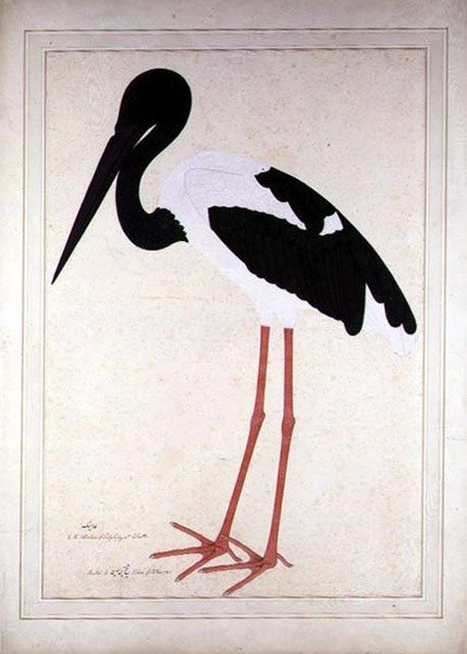 黑颈鹳，Xenorhynchus Asiaticus，在加尔各答为Lady Impey画的。 作者 谢赫·赞因·乌丁（Fl。1777-83）
