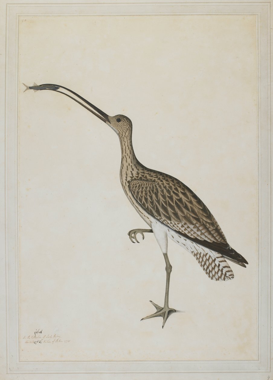Eastern Curlew Devouring a Mudskipper 作者 谢赫·赞因·乌丁（Fl。1777-83）