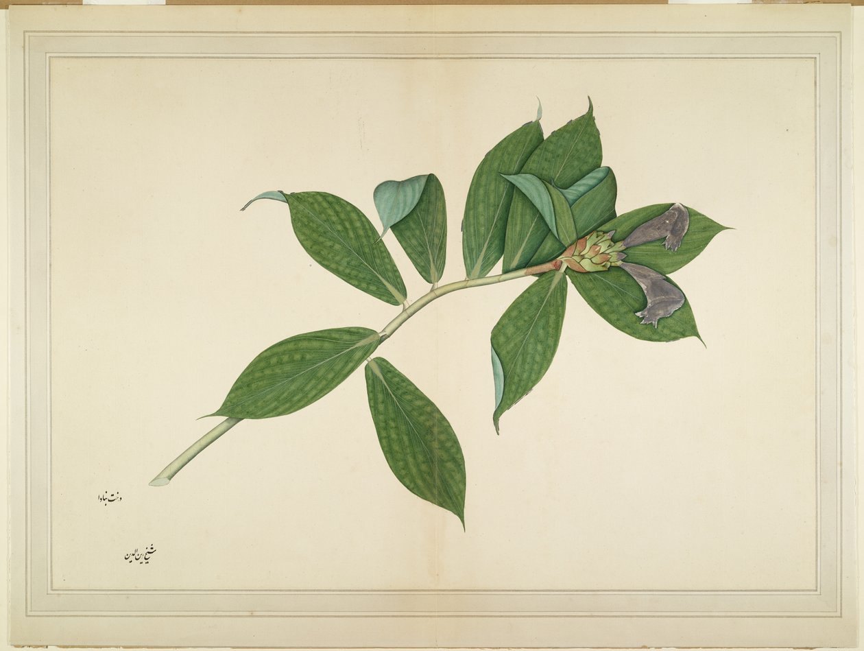 可丽饼生姜植物，由因佩伊夫人委托创作的系列的作品集，约1780年 作者 谢赫扎因乌丁