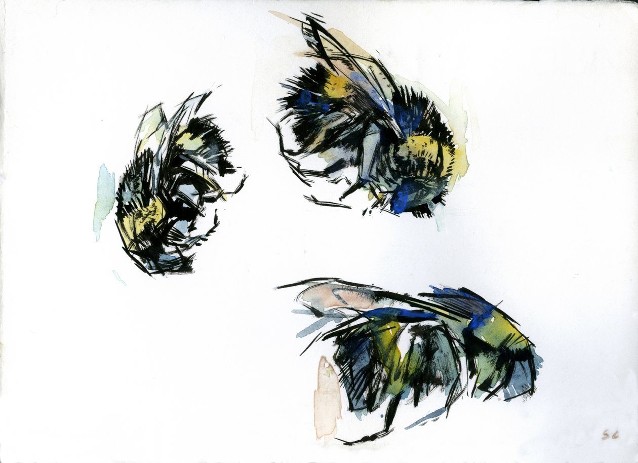 蜜蜂研究》，2024 年（纸本水墨画） 作者 肖恩·凯里