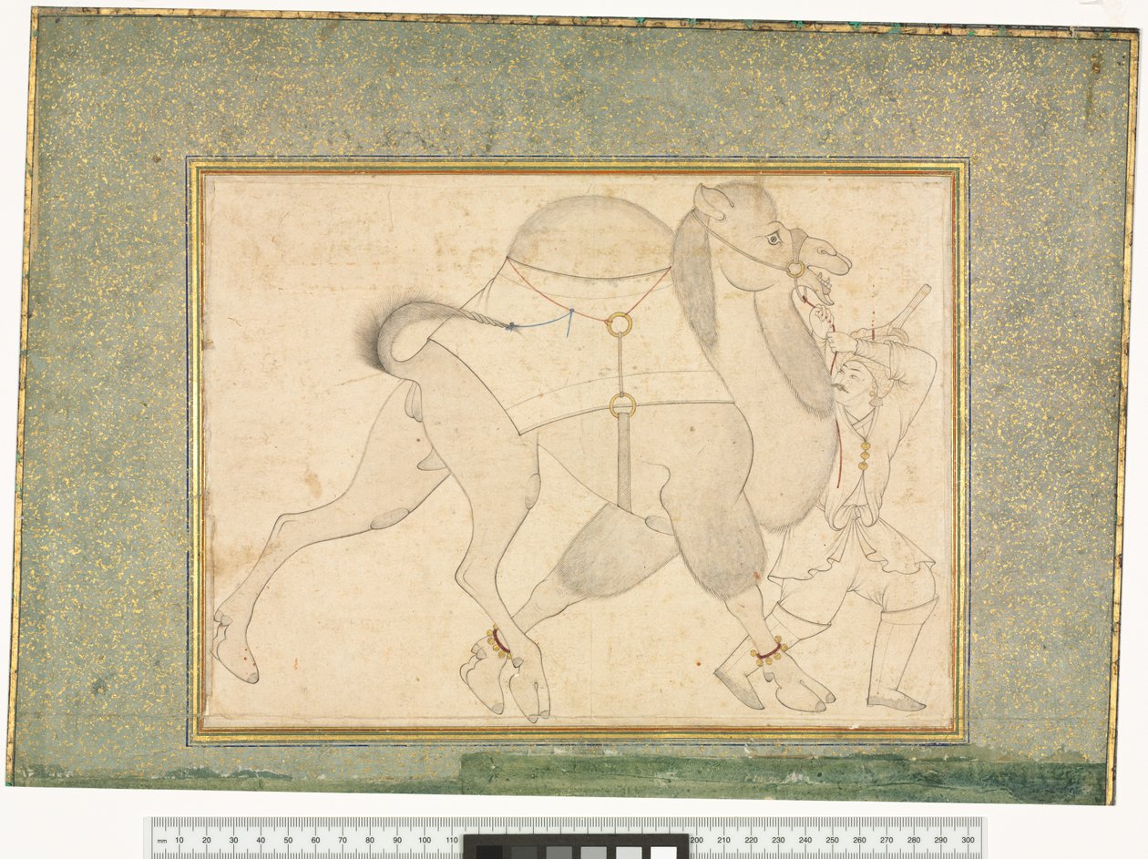 骆驼和新郎，c.1545-76 作者 谢赫·穆罕默德（Sheikh Muhammad）