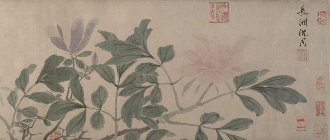 四季的花。 作者 神舟
